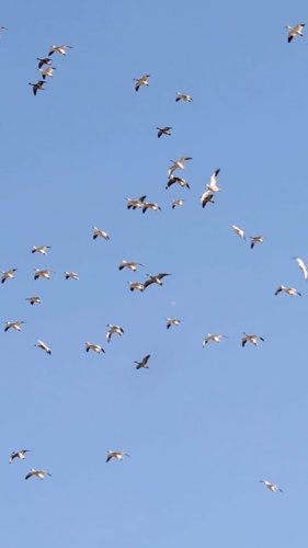 Video post from northernskiesoutfitters.