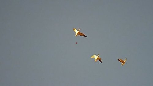 Video post from northernskiesoutfitters.