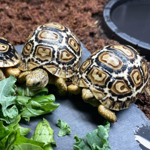 Photo post from carapacecritters.