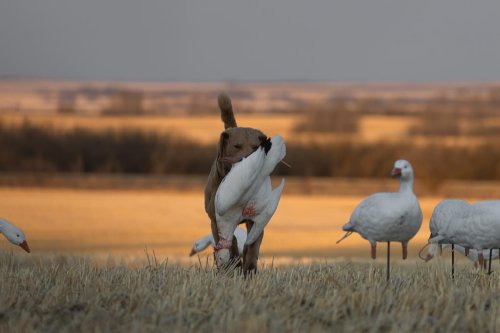 Photo post from northernskiesoutfitters.