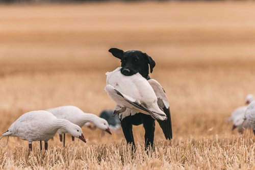 Photo post from northernskiesoutfitters.