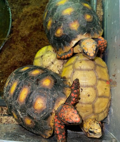 Photo post from carapacecritters.