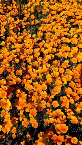 Video post from visittucson.