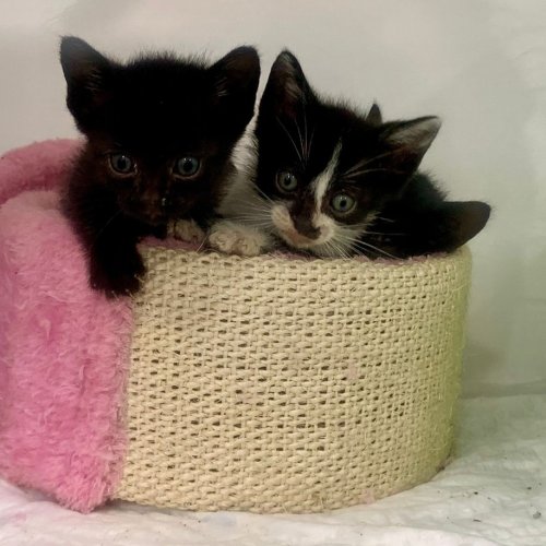 Carousel post from clinica_veterinaria_dourosul.