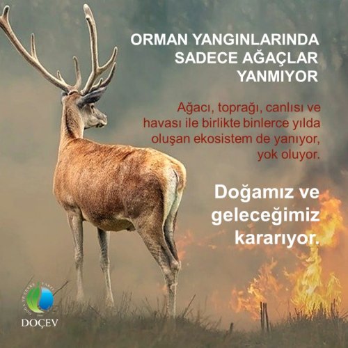 Photo post from dogavecevrevakfi.