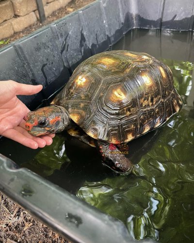 Carousel post from carapacecritters.