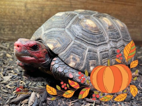 Photo post from carapacecritters.