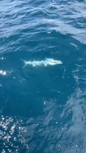 Video post from ejs_fishing_charters.
