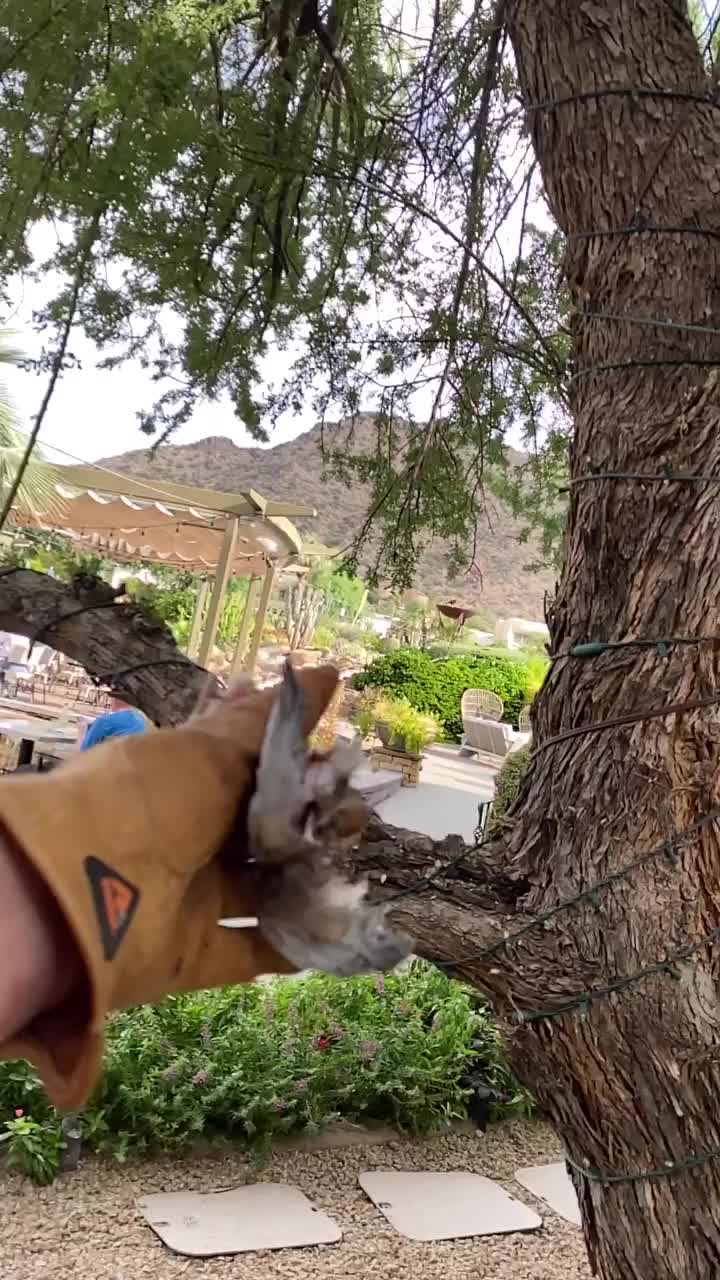 Video post from desertkingsfalconry.