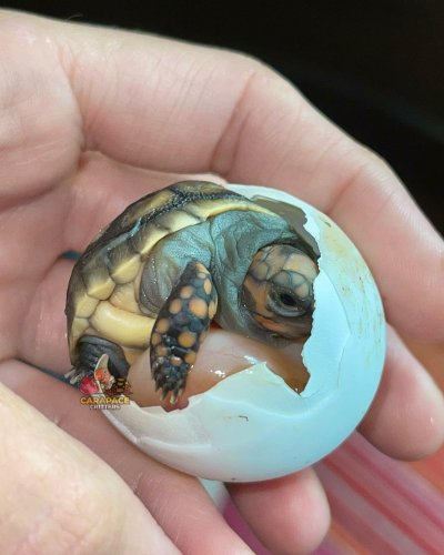 Photo post from carapacecritters.