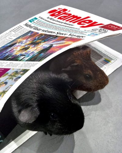 Photo post from bramleynewspaper.