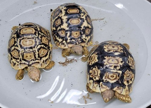 Photo post from carapacecritters.