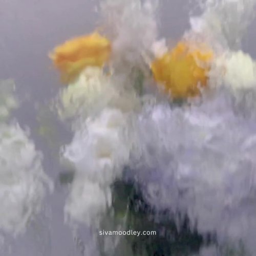 Video post from drsivamm.