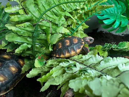 Photo post from carapacecritters.