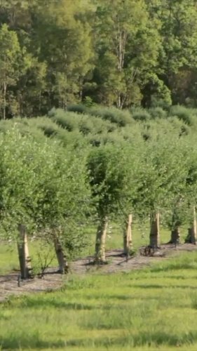 Video post from comvita_nz.