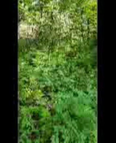 Video post from reddogguideservice.