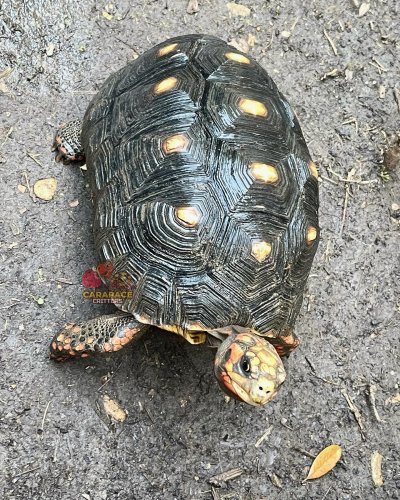 Photo post from carapacecritters.