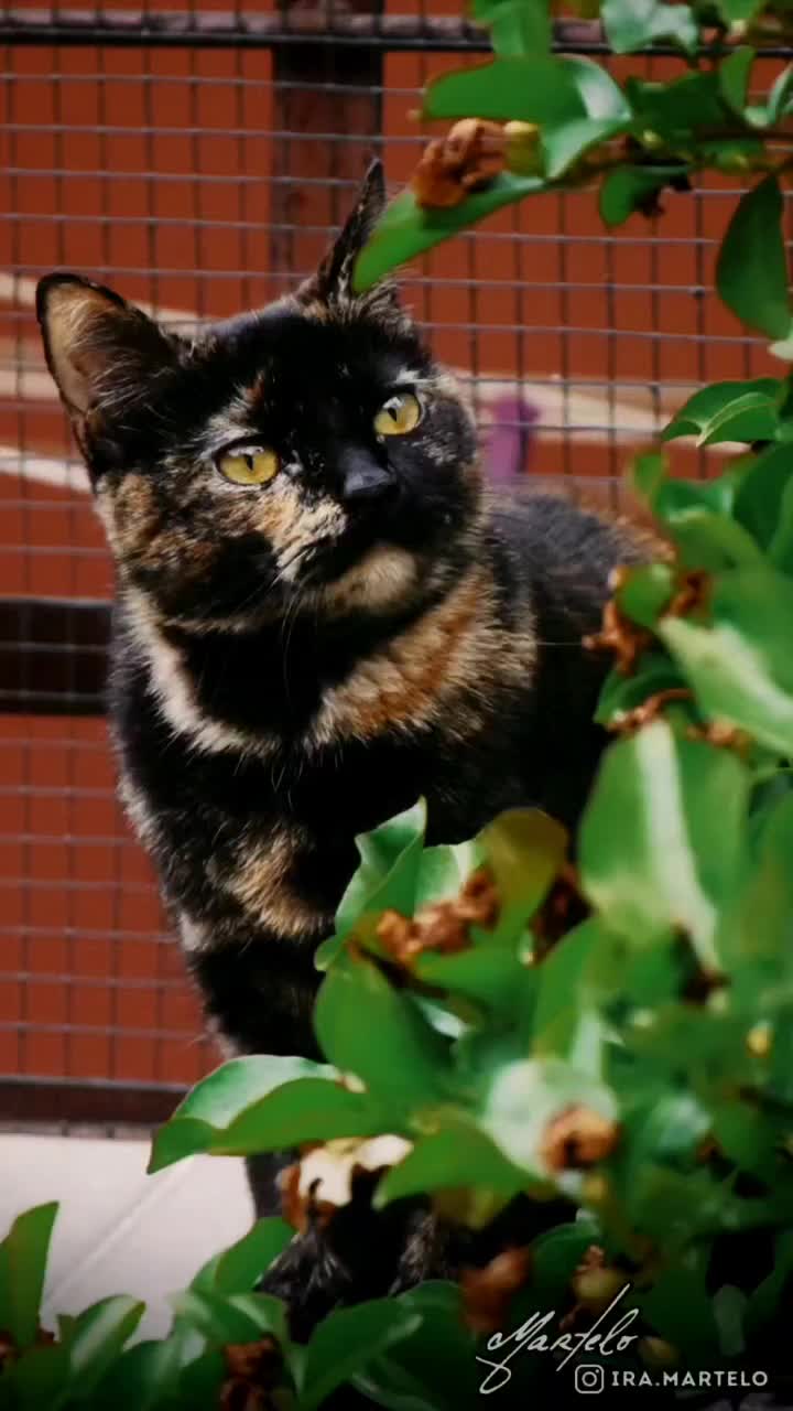 Video post from ira.martelo.