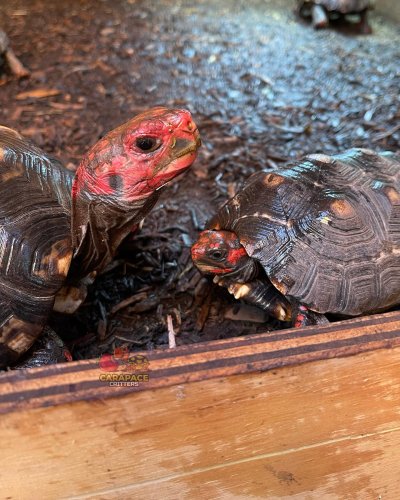 Photo post from carapacecritters.