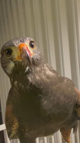 Video post from desertkingsfalconry.