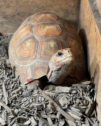 Photo post from carapacecritters.