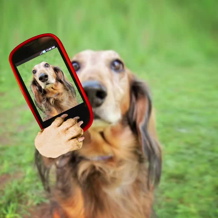 Video post from clinica_veterinaria_dourosul.