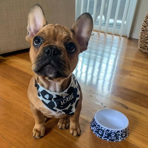 Photo post from furrypeeps.