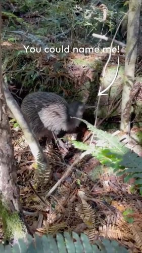 Video post from comvita_nz.