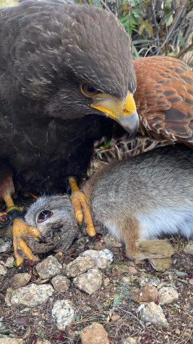 Video post from desertkingsfalconry.