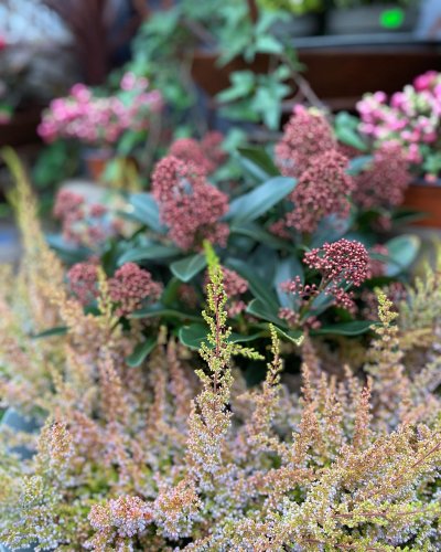 Photo post from blomsterborsen.