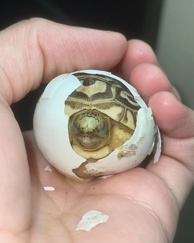 Photo post from carapacecritters.