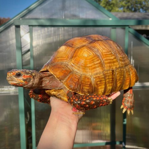 Photo post from carapacecritters.