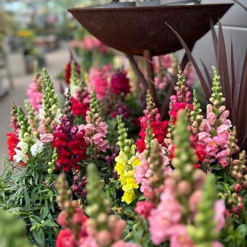 Photo post from blomsterborsen.