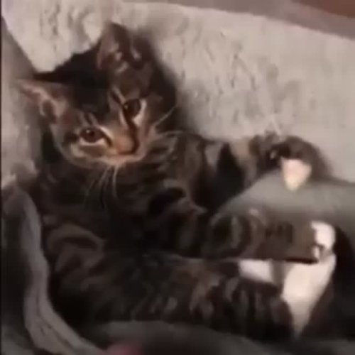 Video post from clinica_veterinaria_dourosul.