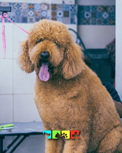 Photo post from medicalpettj.