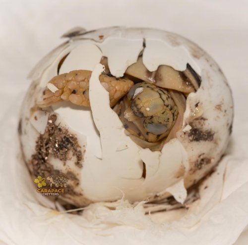 Photo post from carapacecritters.