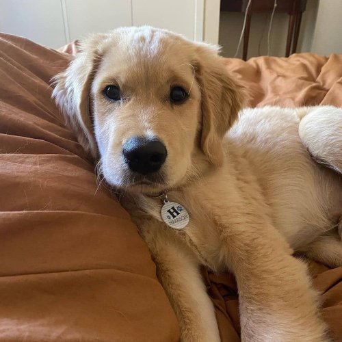 Photo post from furrypeeps.