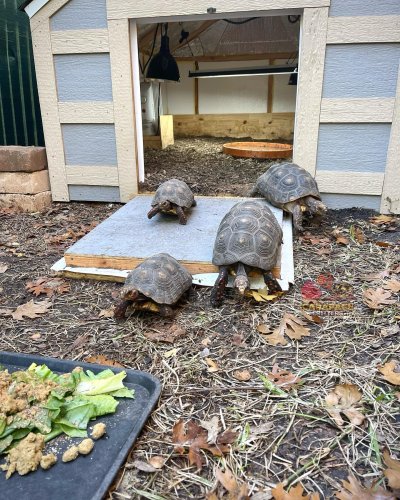 Photo post from carapacecritters.