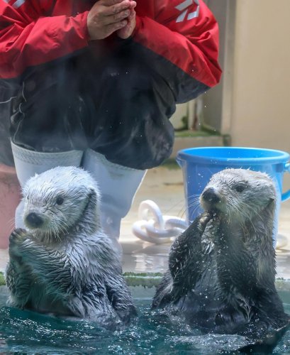 鳥羽水族館】 ラッコ ブランケット 40周年記念BOOK-