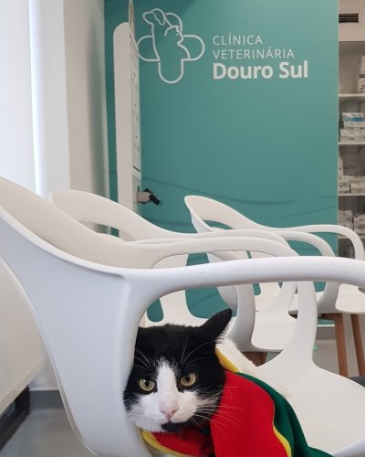 Photo post from clinica_veterinaria_dourosul.
