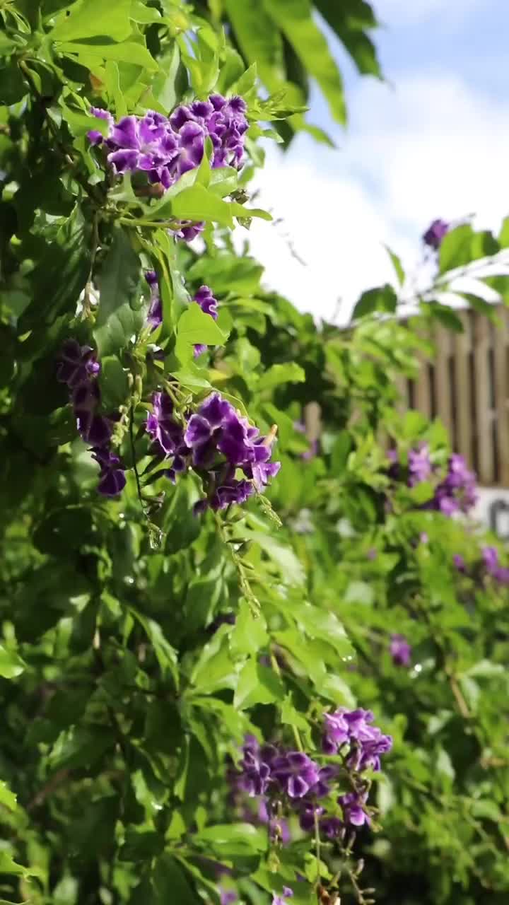 Video post from currumbinvalleyharvest.