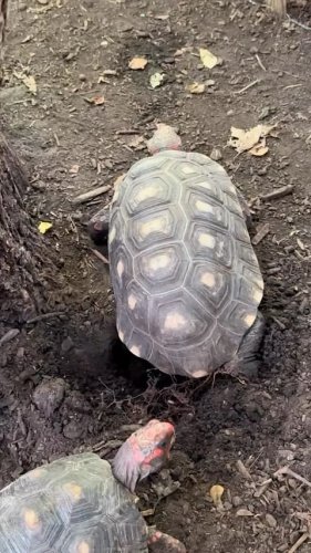 Video post from carapacecritters.