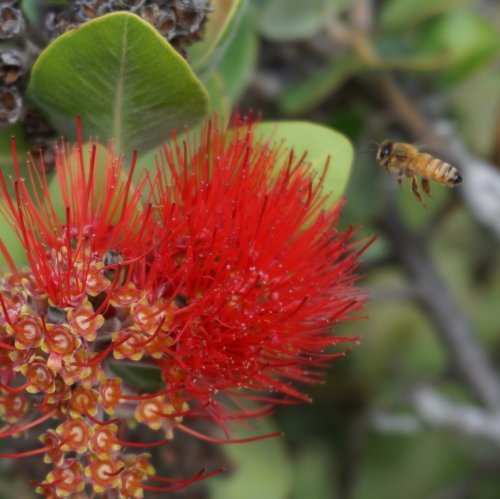 Carousel post from comvita_au.