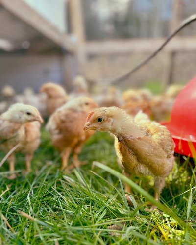 Photo post from hungryhollowfarm.