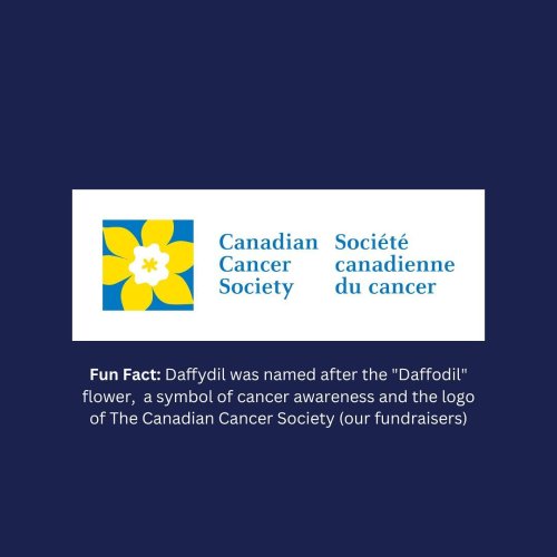 Photo post from daffydiltoronto.
