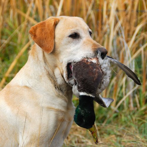 Photo post from nwfoutdoors.