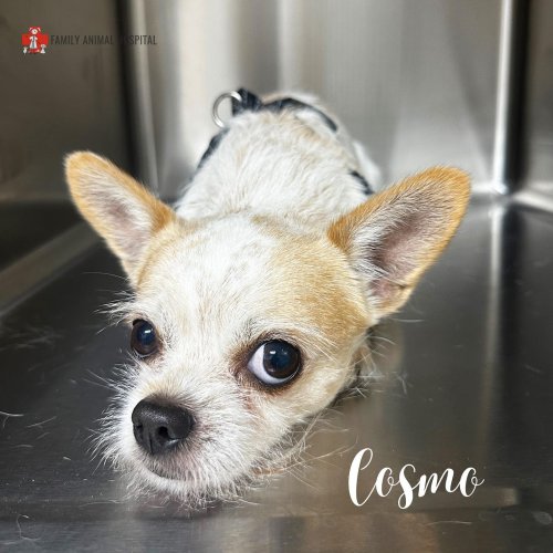 Carousel post from familyanimalhospitalcm.