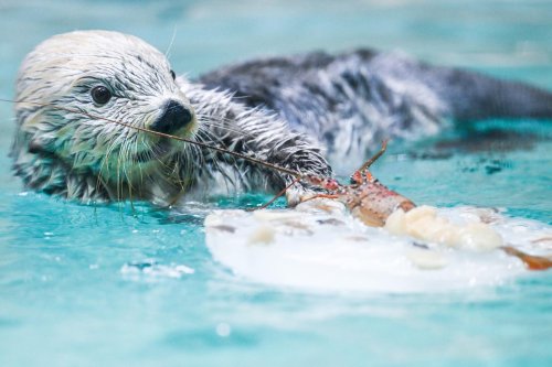 鳥羽水族館】 ラッコ ブランケット 40周年記念BOOK-