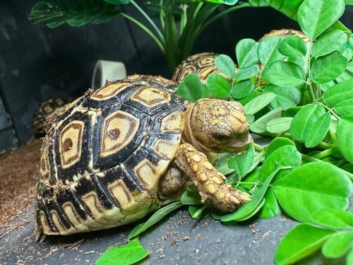 Photo post from carapacecritters.