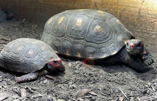 Photo post from carapacecritters.